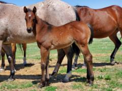 Whiskey Up Fern JW <BR> AQHA PENDING